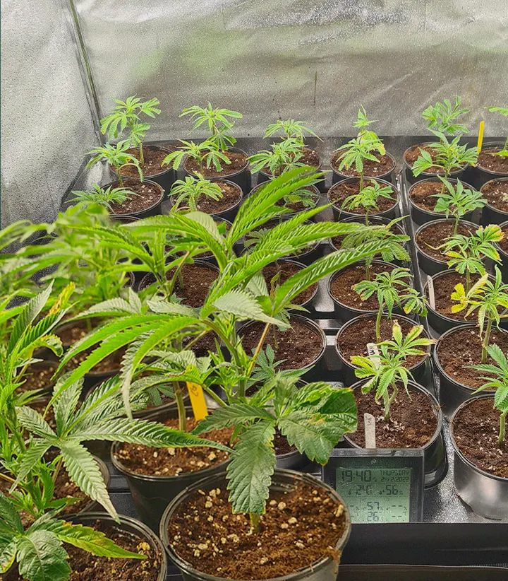 Multiple cannabis clones in propagation trays with rockwool cubes and established ones in pots, illustrating the replication of identical genetics from cuttings for consistent marijuana strains.