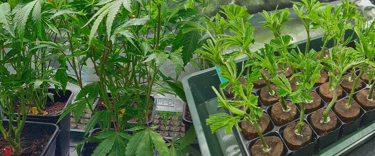Multiple cannabis clones in propagation trays with rockwool cubes and established ones in pots, illustrating the replication of identical genetics from cuttings for consistent marijuana strains.