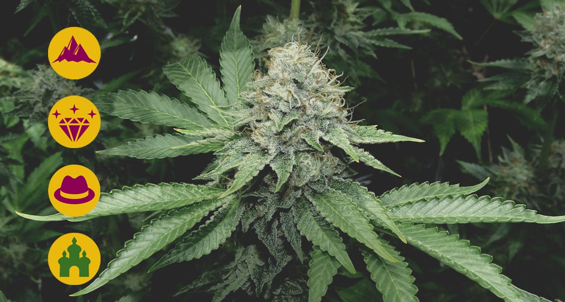 Best kush cannabis strains