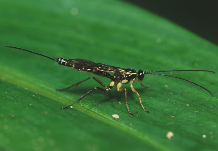 How to Treat a Leaf Miner Invasion