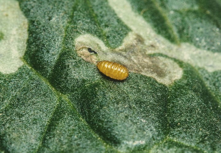 What Are Leaf Miners?