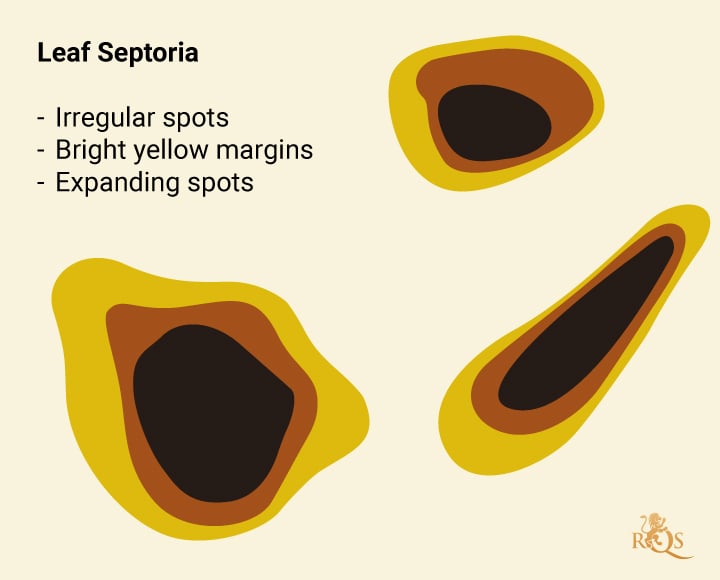 Cannabis leaves displaying symptoms of septoria leaf spot, characterized by small yellow dots on leaves, irregular spots with bright yellow margins, and central gray-brown patches. These symptoms indicate a fungal infection that can lead to stunted growth and reduced vigor in the plants.
