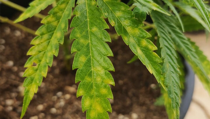 Cannabis leaves affected by septoria leaf spot, featuring small yellow dots on leaves that indicate fungal infection. This condition can stunt growth and potentially reduce the overall harvest if not addressed.