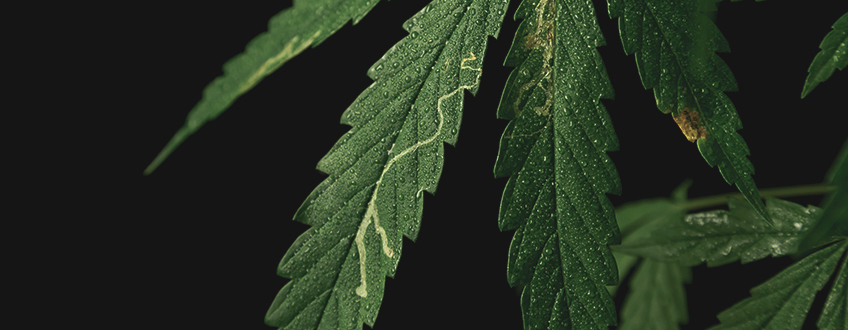 Leaf Miners Leaf Miners