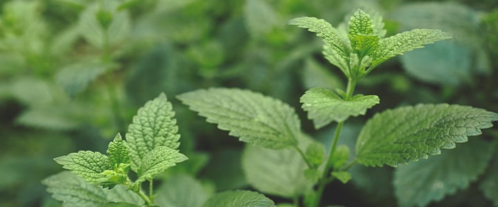 Companion Plants for Cannabis