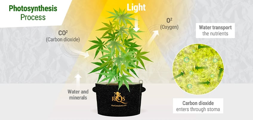 Photosynthesis process