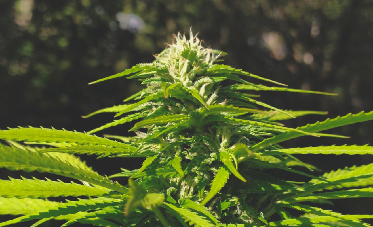 How To Avoid Small Auto Cannabis Plants