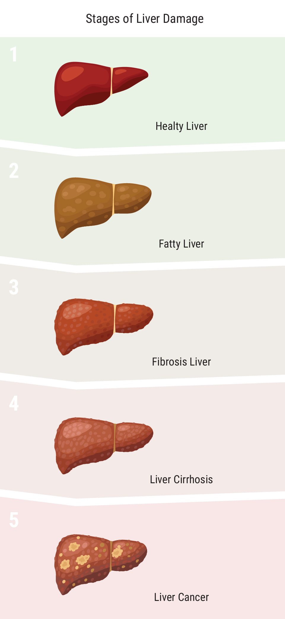 Does Cannabis Affect the Liver?