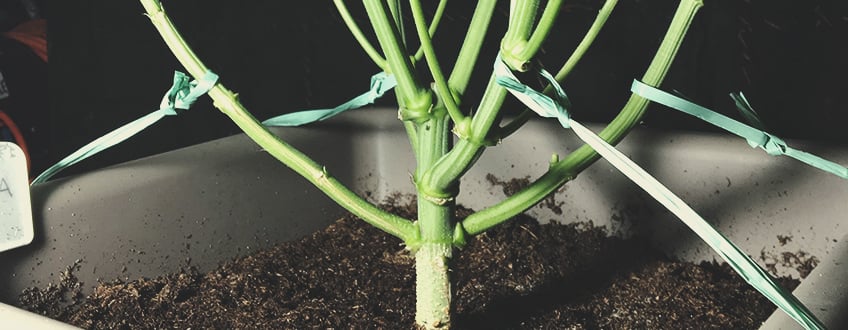 Forgetting The “Low” In LST Forgetting The “Low” In LST