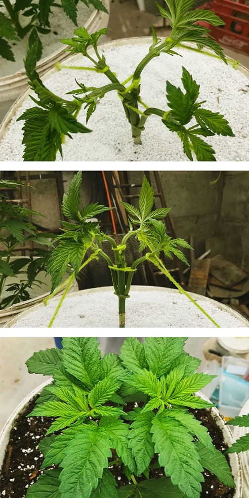 Mainlining Mainlining