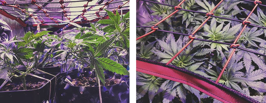 ENHANCE SCROG WITH OTHER CANNABIS TRAINING TECHNIQUES