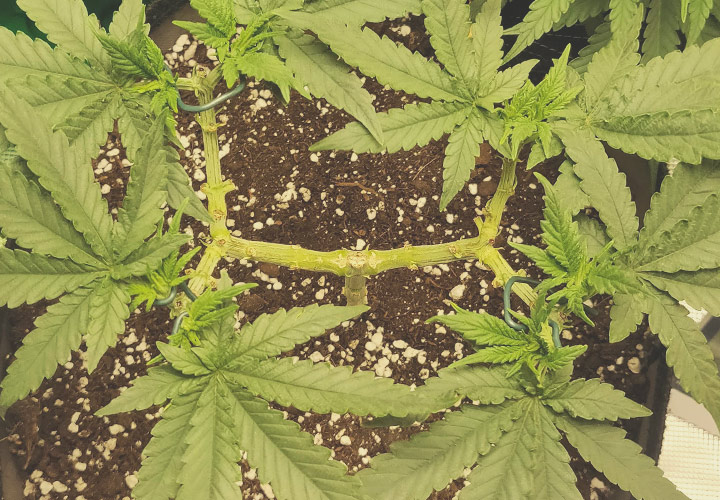 Mainlining Mainlining