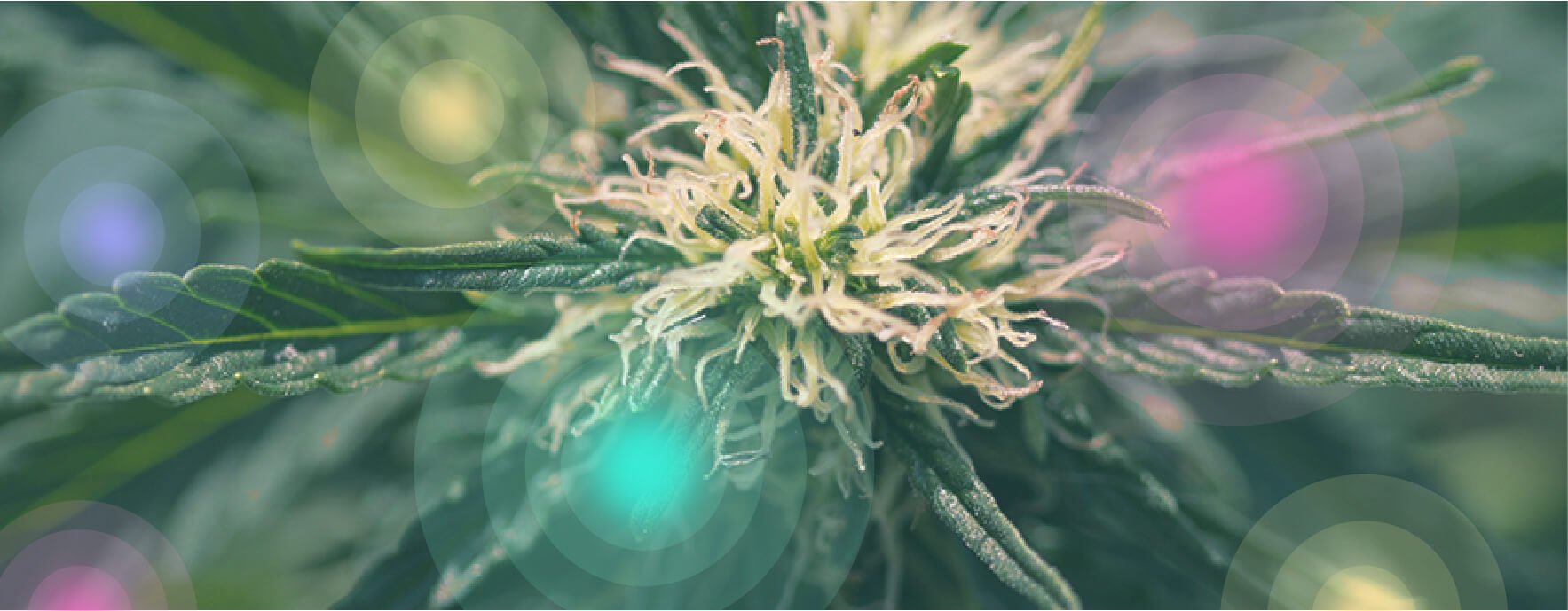 What Is Medical Marijuana?