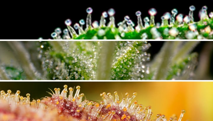 Why You Should Use A Microscope During Cannabis Cultivation - RQS Blog