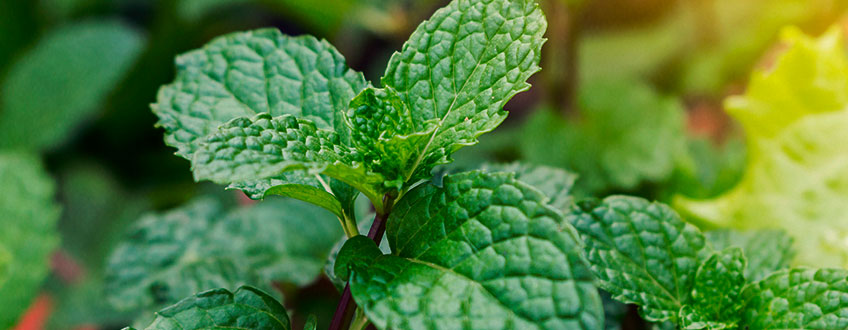 PEPPERMINT AS A COMPANION FOR OTHER GARDEN PLANTS