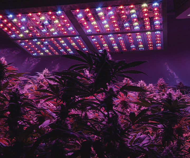How to Provide UV Light to Indoor Cannabis Plants