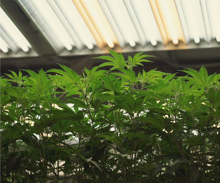How to Provide UV Light to Indoor Cannabis Plants