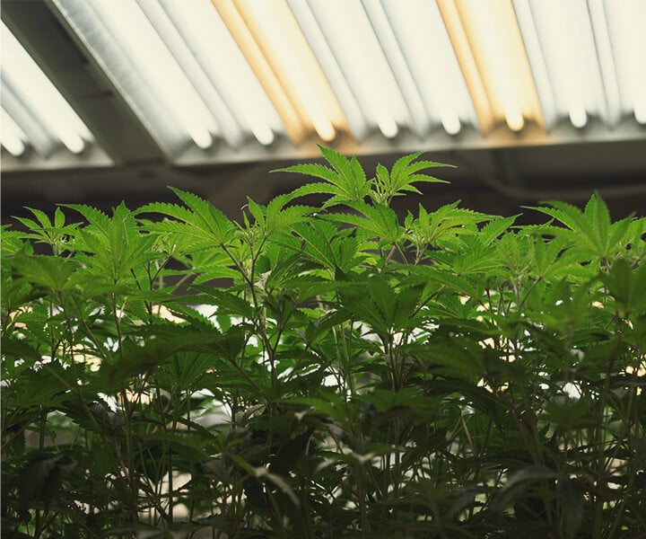 How to Provide UV Light to Indoor Cannabis Plants How to Provide UV Light to Indoor Cannabis Plants