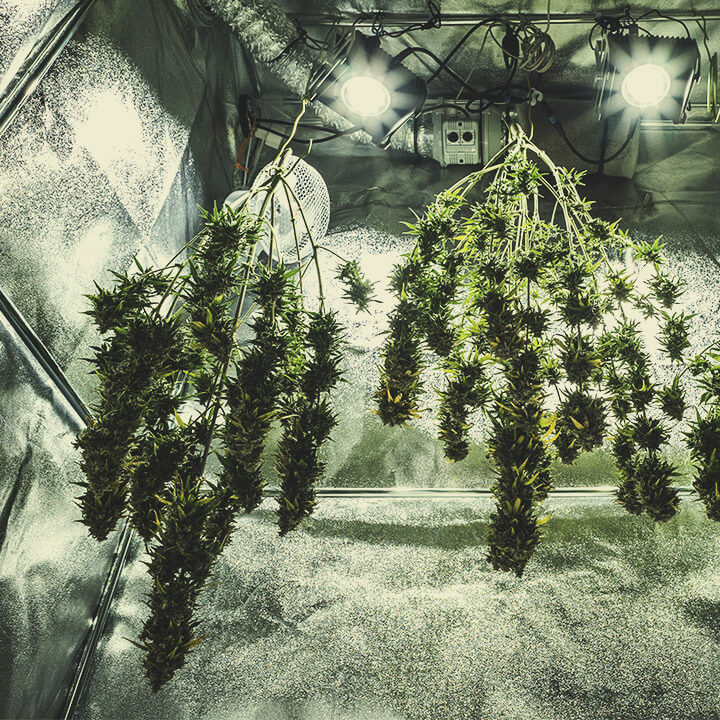Harvest (End of Week 10) Harvest (End of Week 10)