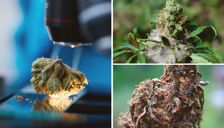 Contaminated Cannabis Contaminated Cannabis