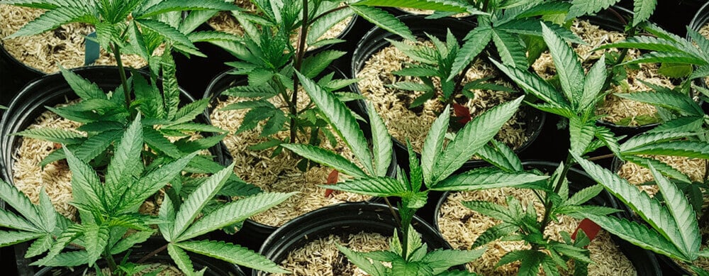 The image shows a layer of mulch applied to the soil around cannabis plants, which helps prevent small yellow dots on leaves caused by fungal infections like septoria. This practice traps pathogens and stabilizes moisture and temperature in the soil, promoting healthier plant growth.