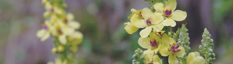 Mullein