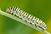 Caterpillar