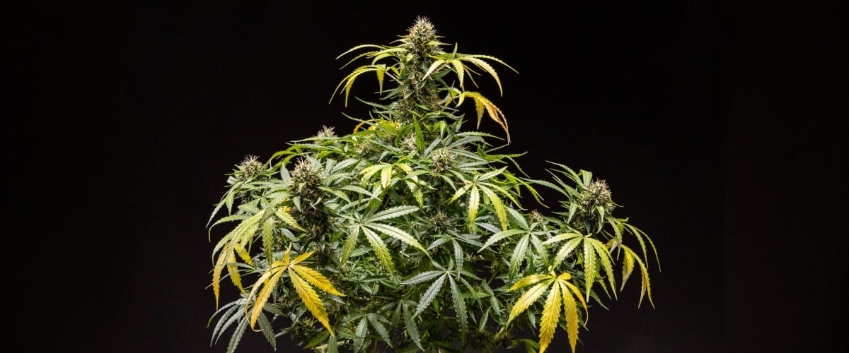 North Thunderfuck cannabis plant showing dense resinous buds with orange pistils and frosty trichomes during late flowering