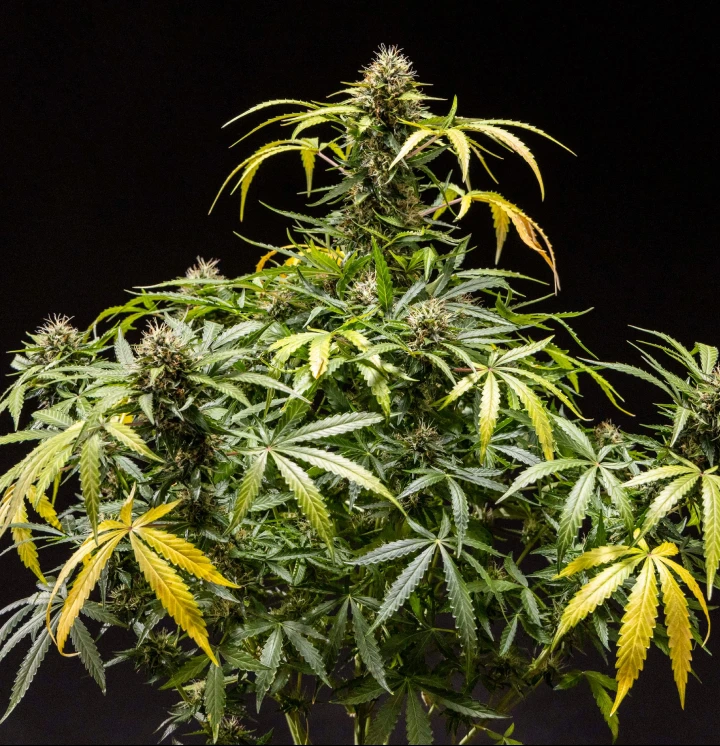 North Thunderfuck Cannabis Plant – Indoor Grow Example North Thunderfuck cannabis plant showing dense resinous buds with orange pistils and frosty trichomes during late flowering