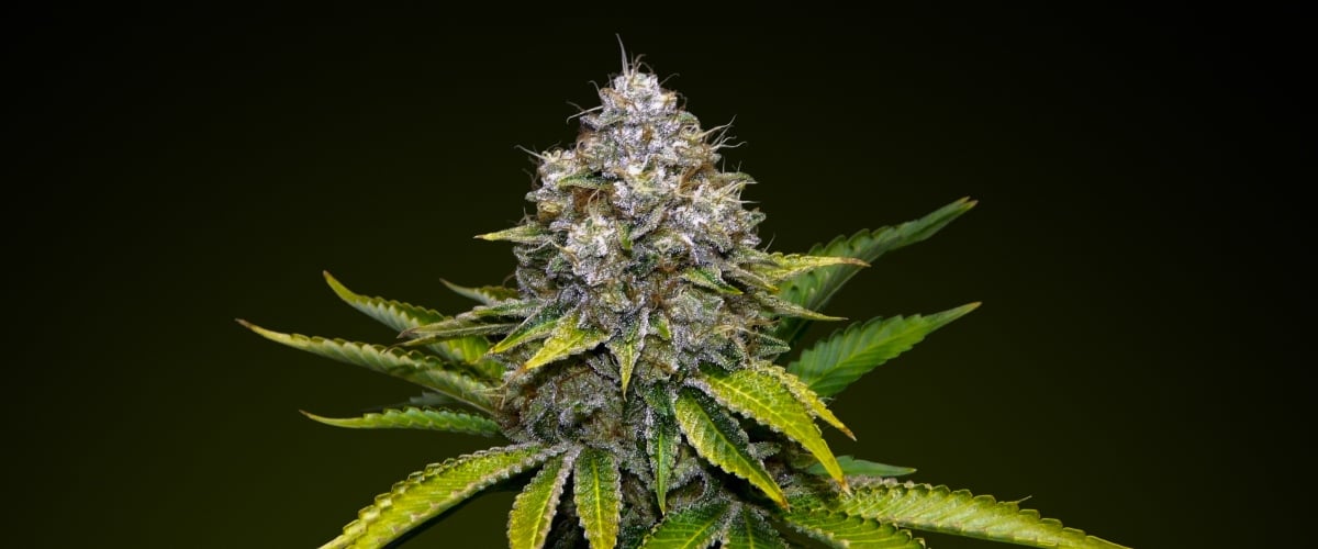 OG Kush cannabis bud with frosty trichomes and earthy green tones, known for its piney flavour and high potency ideal for robust infusions