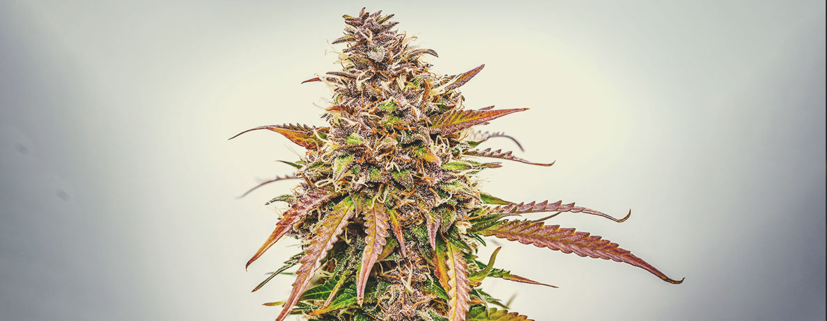 What Cannabis Colours Are There? What Cannabis Colours Are There?