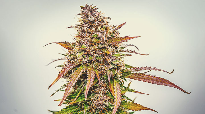 What Cannabis Colours Are There? What Cannabis Colours Are There?
