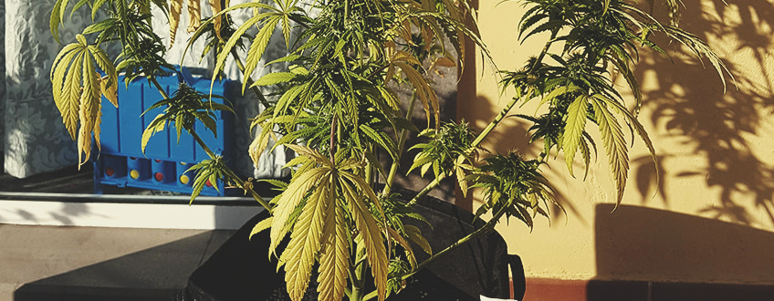 How To Revive an Overwatered Plant How To Revive an Overwatered Plant