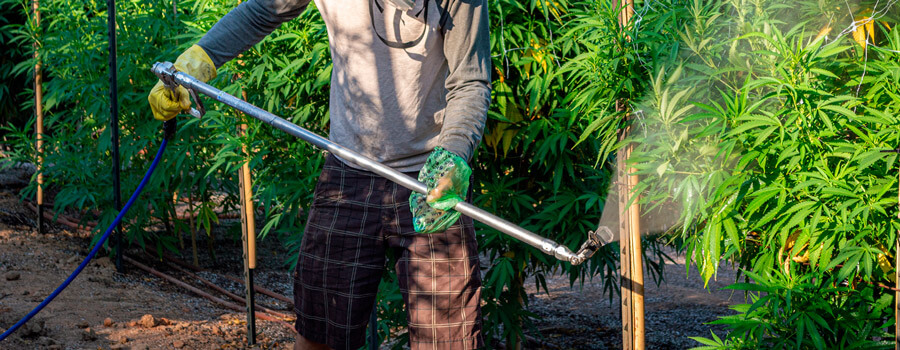 A man using pesticides on Cannabis Plants