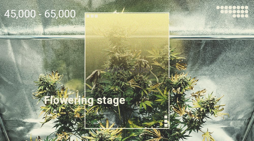 How Much Light Do Your Cannabis Plants Require?