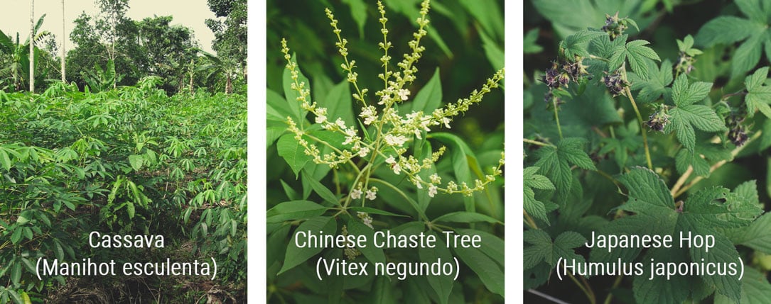 Cassava (Manihot esculenta), Chinese Chaste Tree (Vitex negundo), and Japanese Hop (Humulus japonicus) shown together, each featuring leaf shapes that resemble cannabis plants. Cassava has 7 waxy leaflets, Chinese Chaste Tree has 5 serrated leaflets, and Japanese Hop displays broader, serrated leaflets, mimicking cannabis foliage.