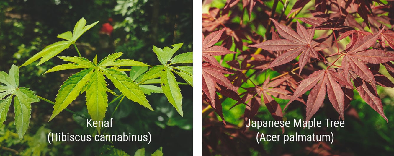 Kenaf (Hibiscus cannabinus) and Japanese Maple Tree (Acer palmatum) displayed together, showcasing kenaf's tall, lanky stems and cannabis-like leaves with 7 distinct leaflets, and the maple tree's similar leaf structure that resembles cannabis, but with a thicker, woody stem.