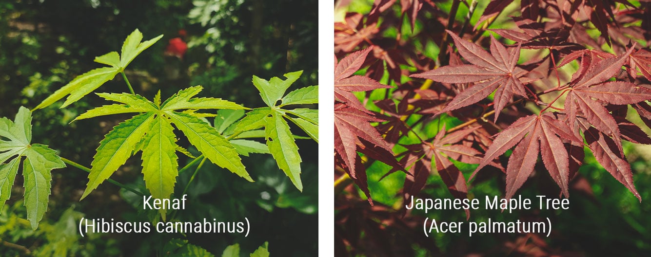 Plants That Look Similar to Cannabis