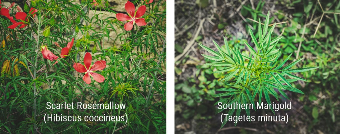 Scarlet Rosemallow (Hibiscus coccineus) and Southern Marigold (Tagetes minuta) plants displayed together, highlighting their large, cannabis-like leaves and elongated stems, with Scarlet Rosemallow featuring five-petaled flowers, while Southern Marigold shows thin leaves that can be mistaken for lanky sativa cannabis.