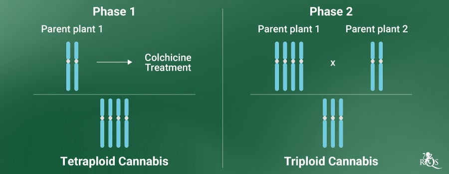 Polyploid Cannabis