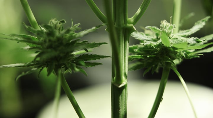Underdeveloped Buds Underdeveloped Buds