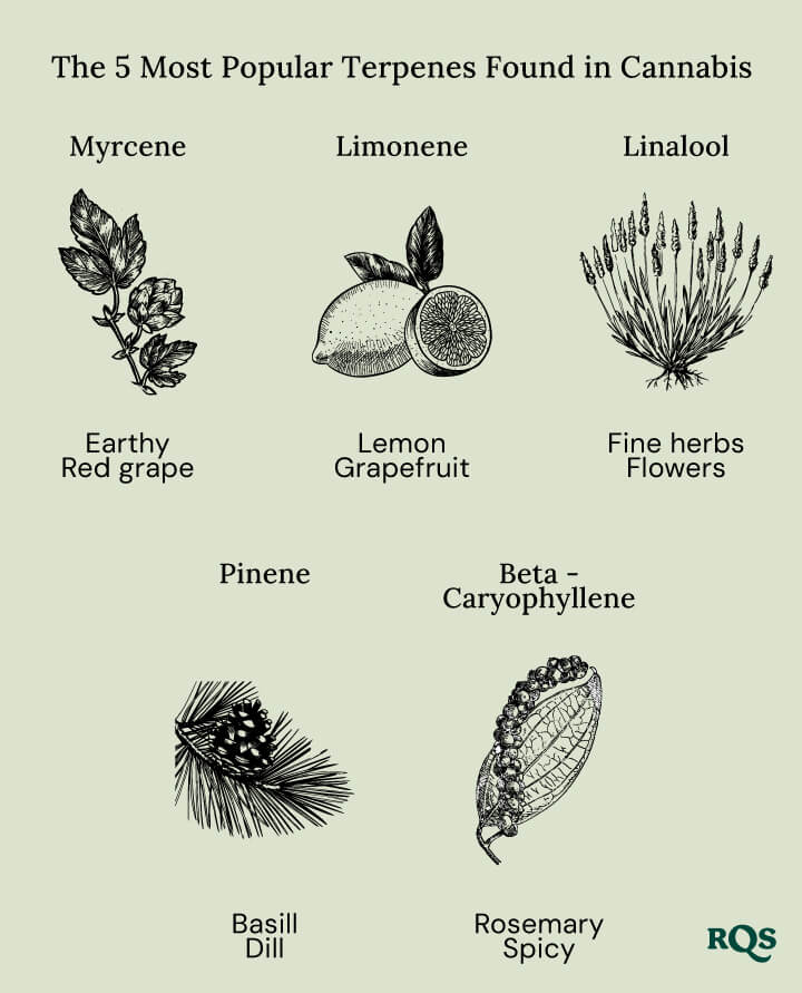 Popular terpenes cannabis