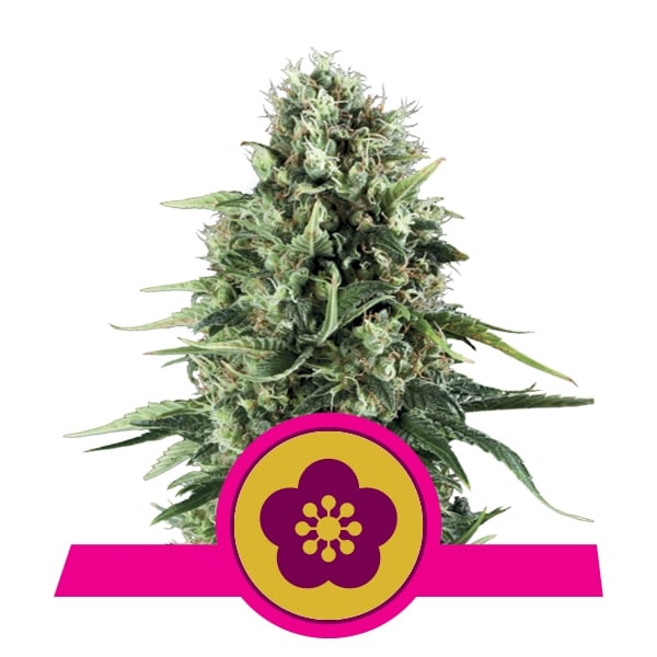 Power Flower Royal Queen Seeds