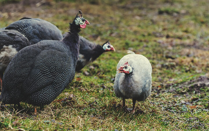 Keep Fowl and Guinea Hens