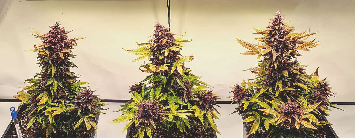 What Cannabis Colours Are There? What Cannabis Colours Are There?