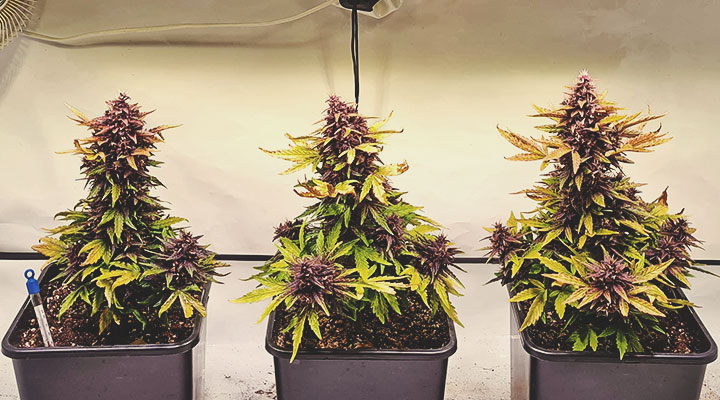 What Cannabis Colours Are There? What Cannabis Colours Are There?