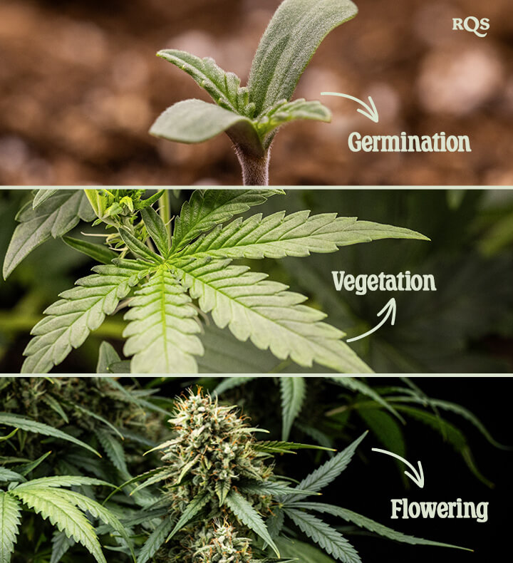 Purple Lemonade Auto Marijuana Plant in Flowering Stage Three stages of cannabis growth: Germination with a seedling, Vegetation with fan leaves, and Flowering with dense buds covered in trichomes.
