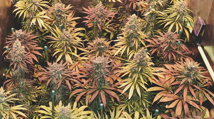 What Cannabis Colours Are There?