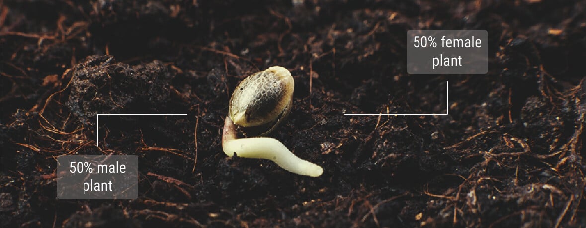 Knowledge About Regular Cannabis Seeds