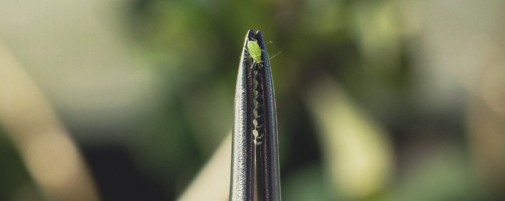 Root Aphids